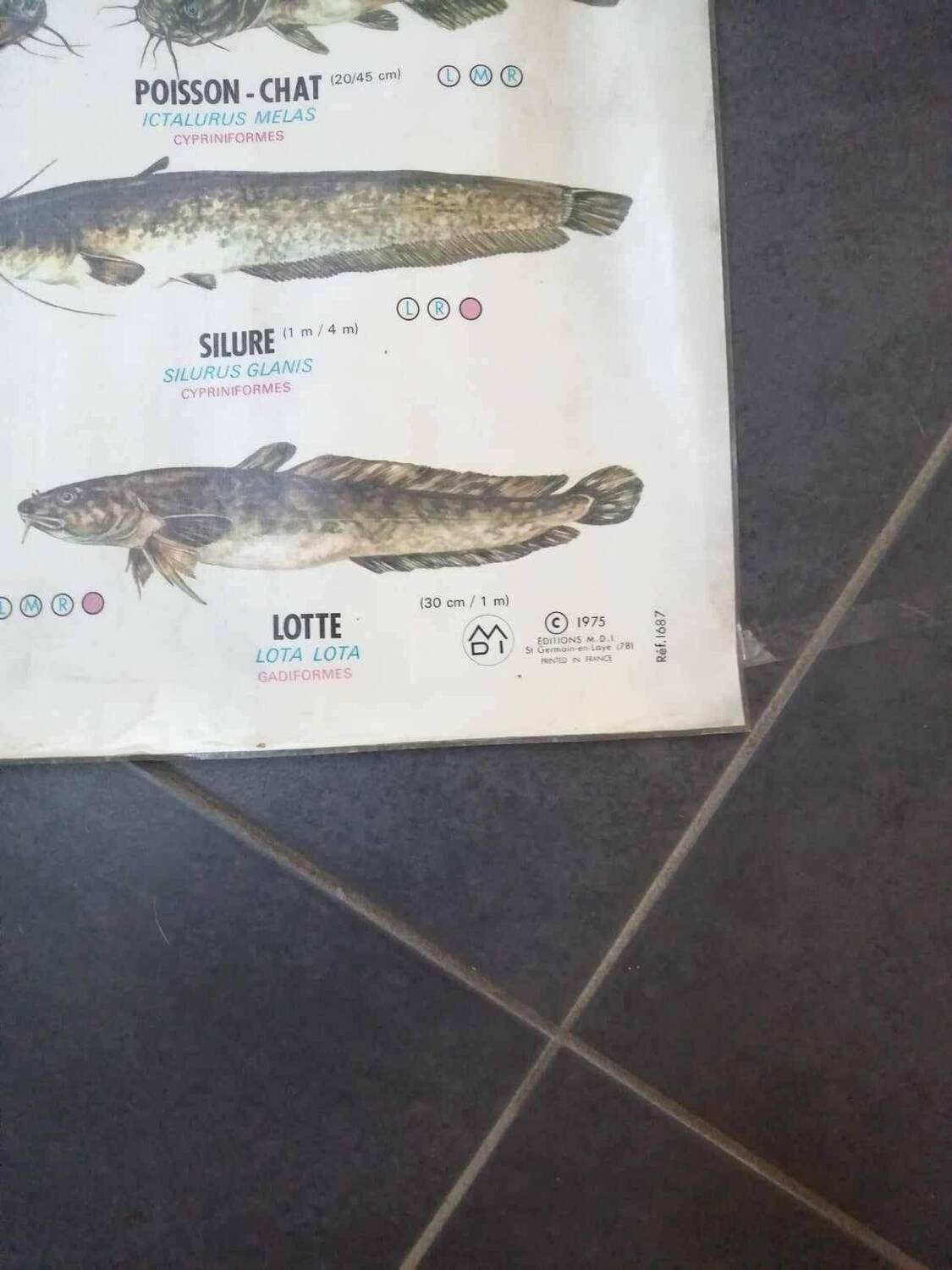 Affiche scolaire vintage poisson d’eau douce et de mer