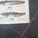 Affiche scolaire vintage poisson d’eau douce et de mer
