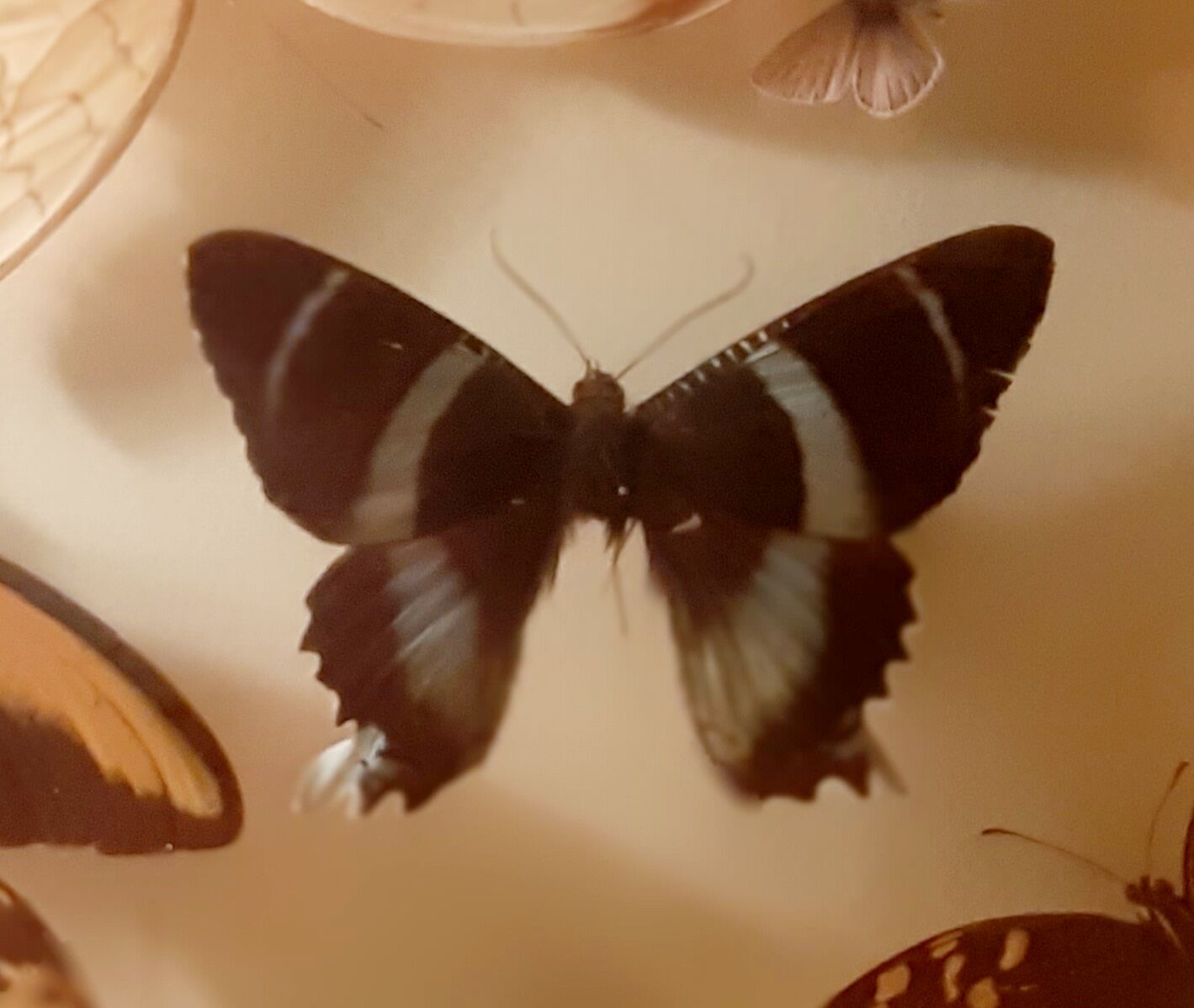 Set of butterflies framed under glass