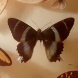 Ensemble de papillons encadrés sous verre
