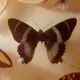 Set of butterflies framed under glass