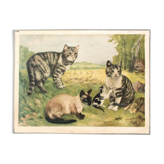 Graphic wall poster "cats" lithography by V. Tupy 1922
