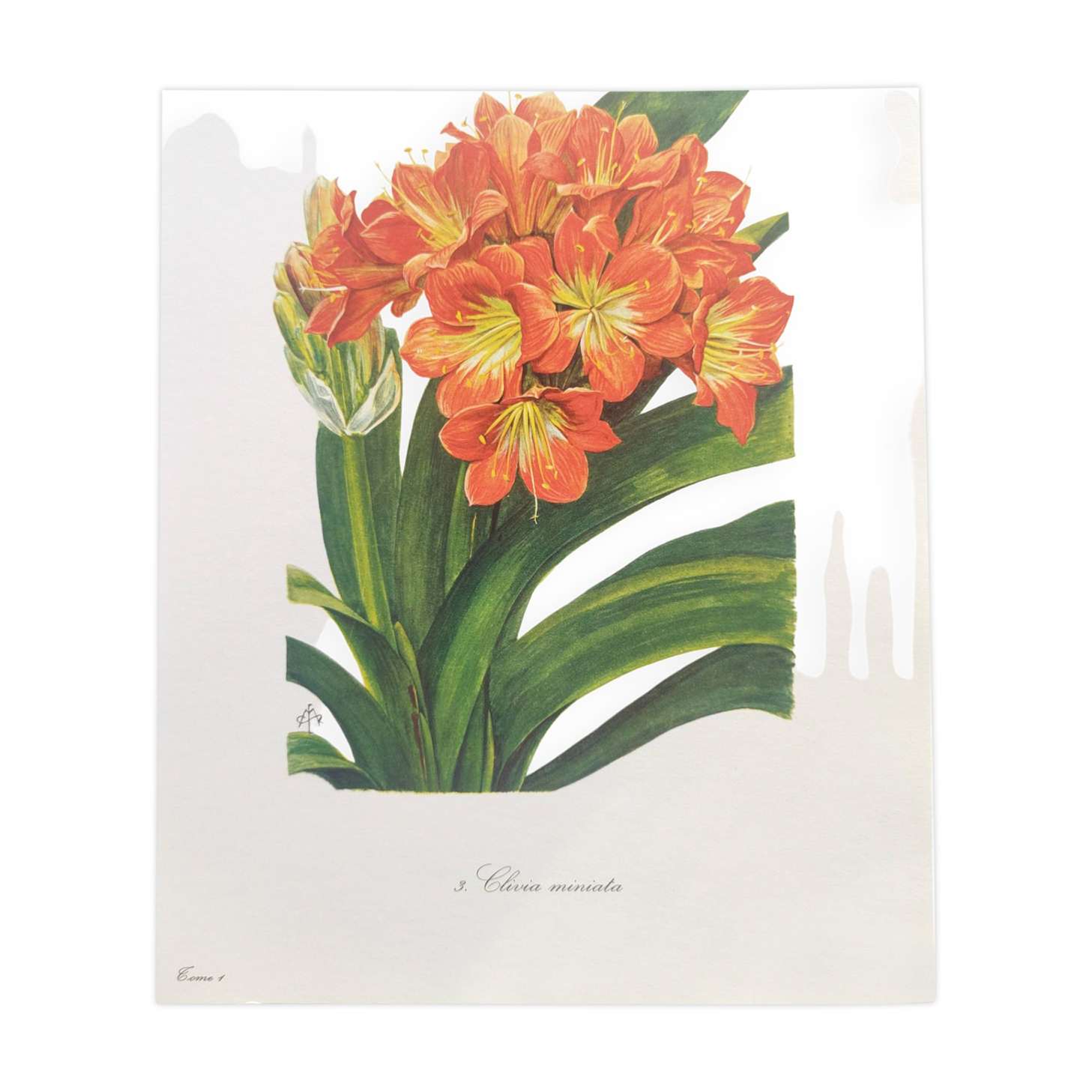Vintage botanical plate from 1978 - Scarlet Clivia - Plant engraving - Watercolor M.Rollinat