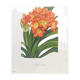 Vintage botanical plate from 1978 - Scarlet Clivia - Plant engraving - Watercolor M.Rollinat