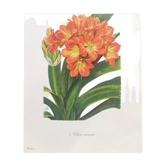 Vintage botanical plate from 1978 - Scarlet Clivia - Plant engraving - Watercolor M.Rollinat