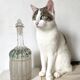 Carafe ancienne asperge Legras fin XIXe