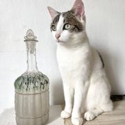 Carafe ancienne asperge Legras fin XIXe