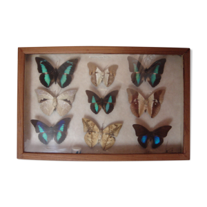 Papillons naturalisés,