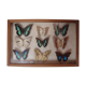 Naturalized butterflies, 1960/70, wooden box and glass