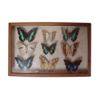 Naturalized butterflies, 1960/70, wooden box and glass