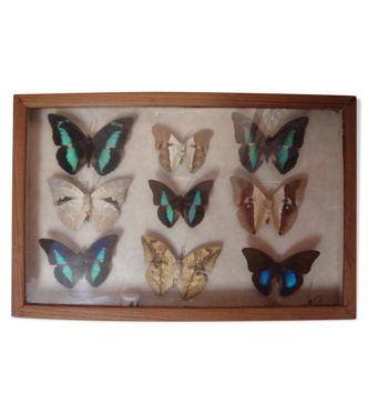 Papillons naturalisés, 1960/70, coffret bois & verre