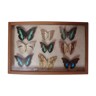 Naturalized butterflies, 1960/70, wooden box and glass