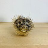 Naturalized diodon puffer fish object of curiosity