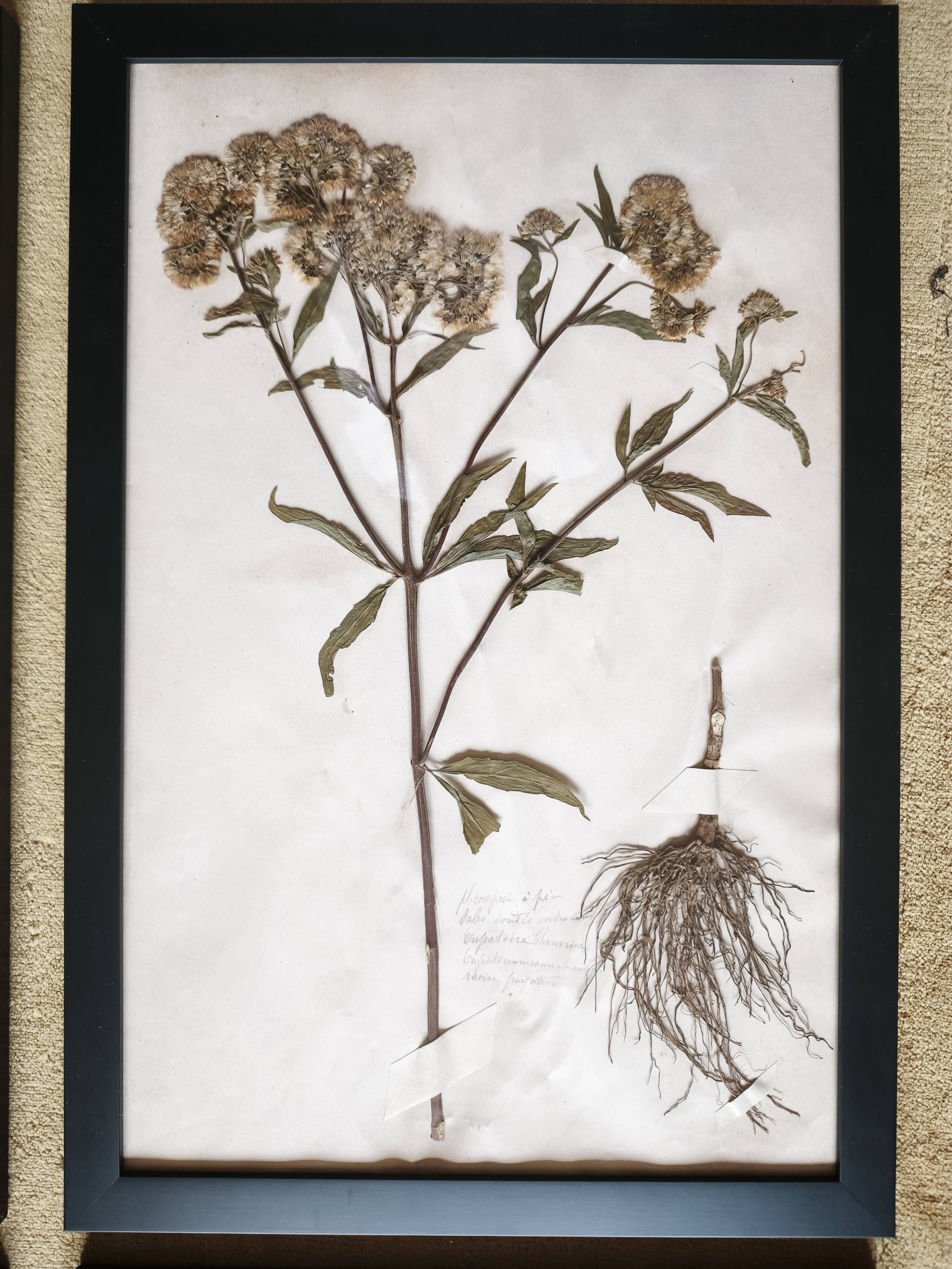 Framed old herbariums, set of 4
