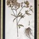 Framed old herbariums, set of 4