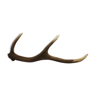 Deer trophy