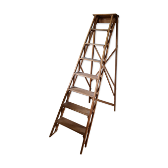 Old beech ladder
