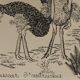Engraving "Ostrich Hunter" 1950s