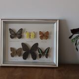 Frame of 6 naturalized butterflies