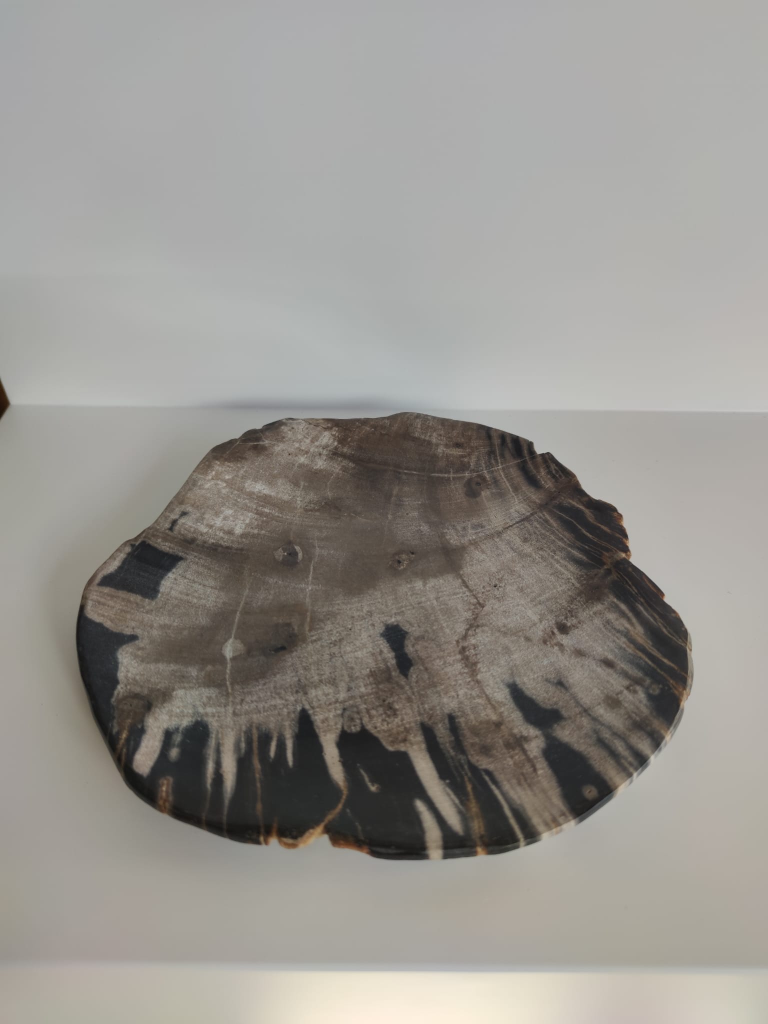 Large empty pocket or flat petrified wood - 24,5cm