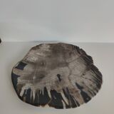 Large empty pocket or flat petrified wood - 24,5cm