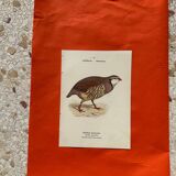 Botanical engraving birds double sided naturalist board