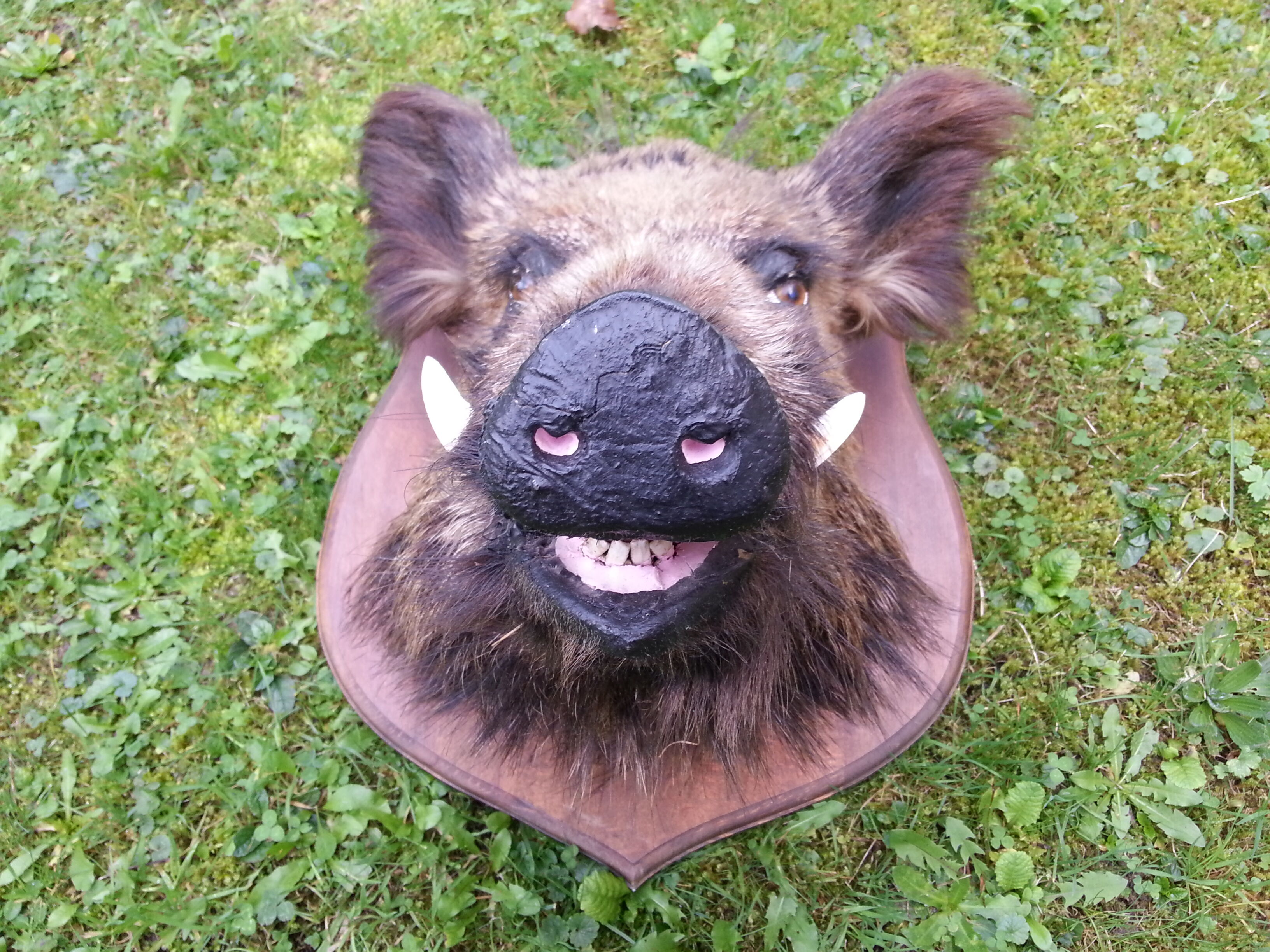 Hunting trophy boar for cabinet of curiosity's head