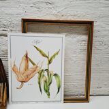 Corn botanical poster