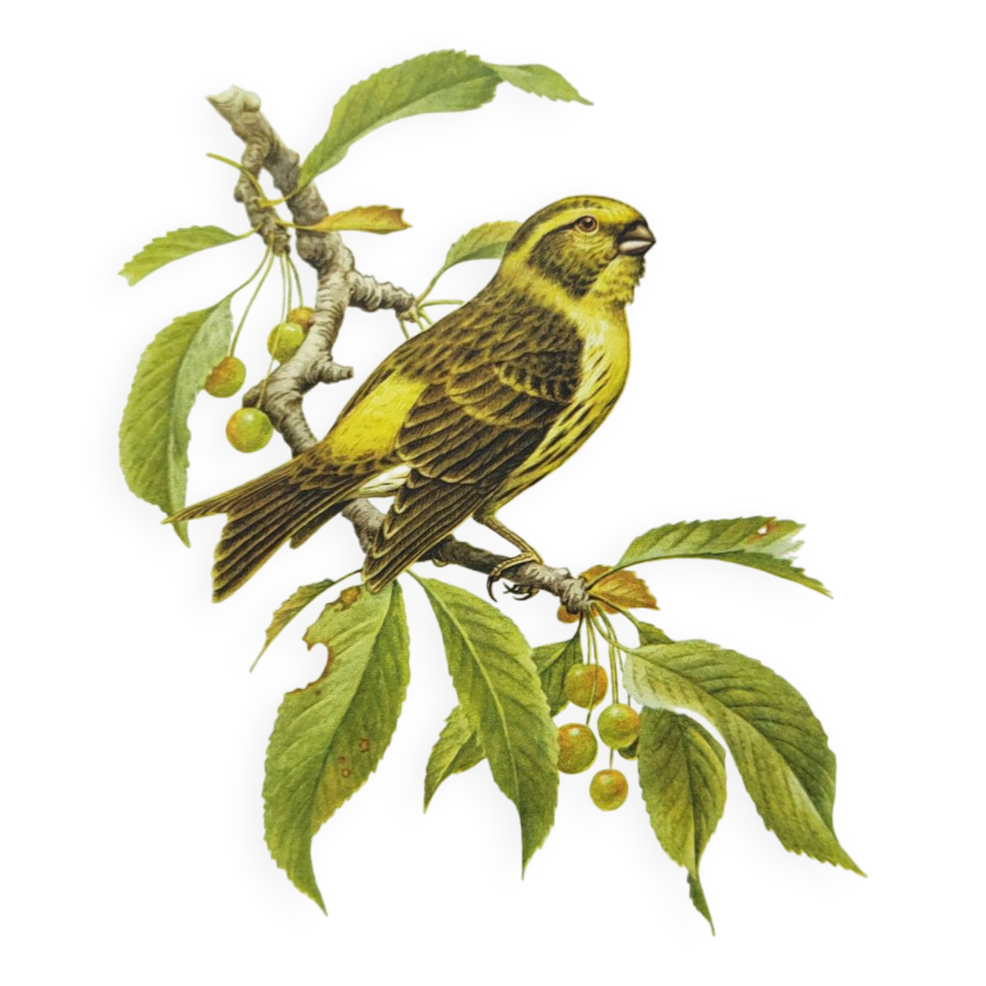 Bird board 1960s - Serin Cini - Vintage zoological and ornithological illustration