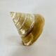 Coquillage