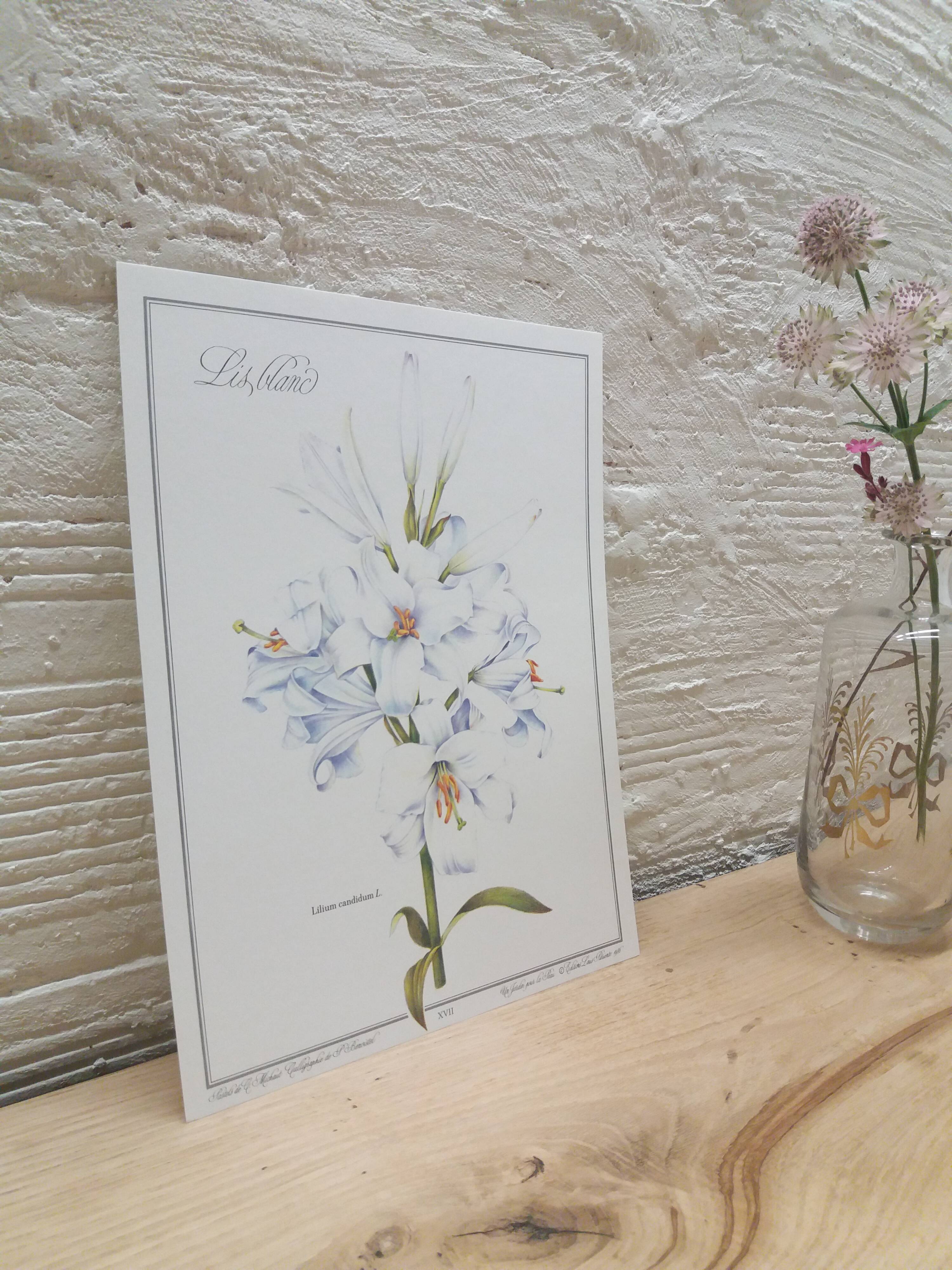 Lys white botanical board