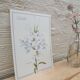 Lys white botanical board