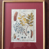 Frame with botanical board Benard Direxit