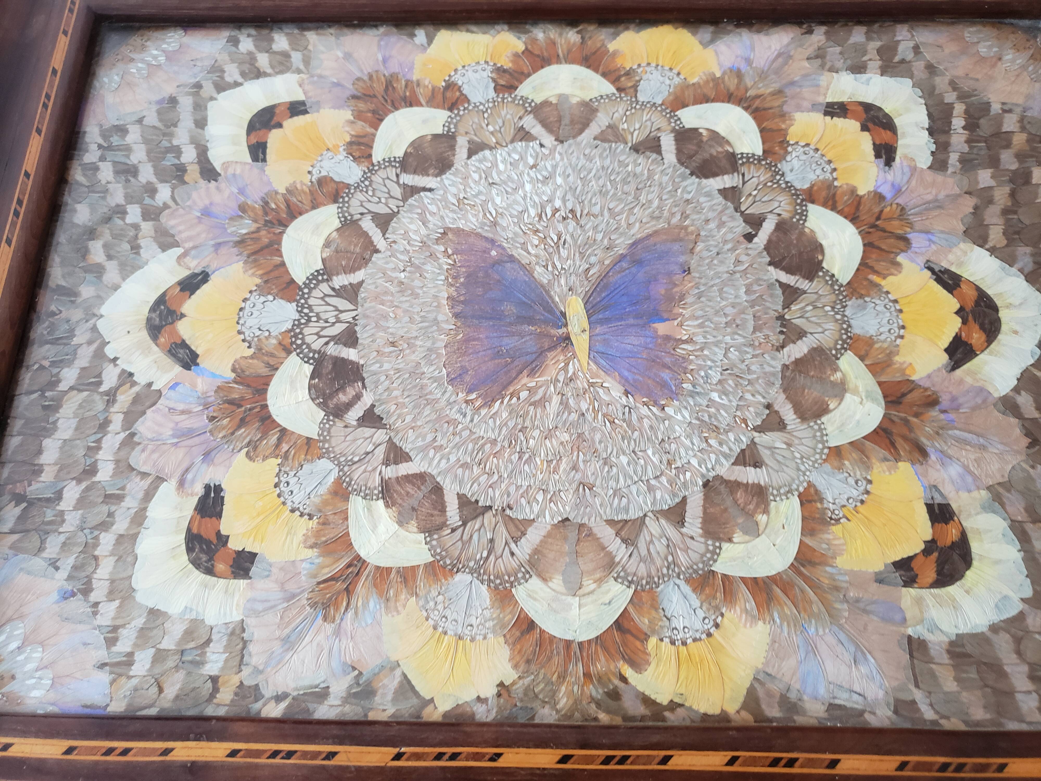 Butterfly wing tray