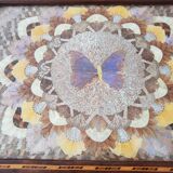 Butterfly wing tray