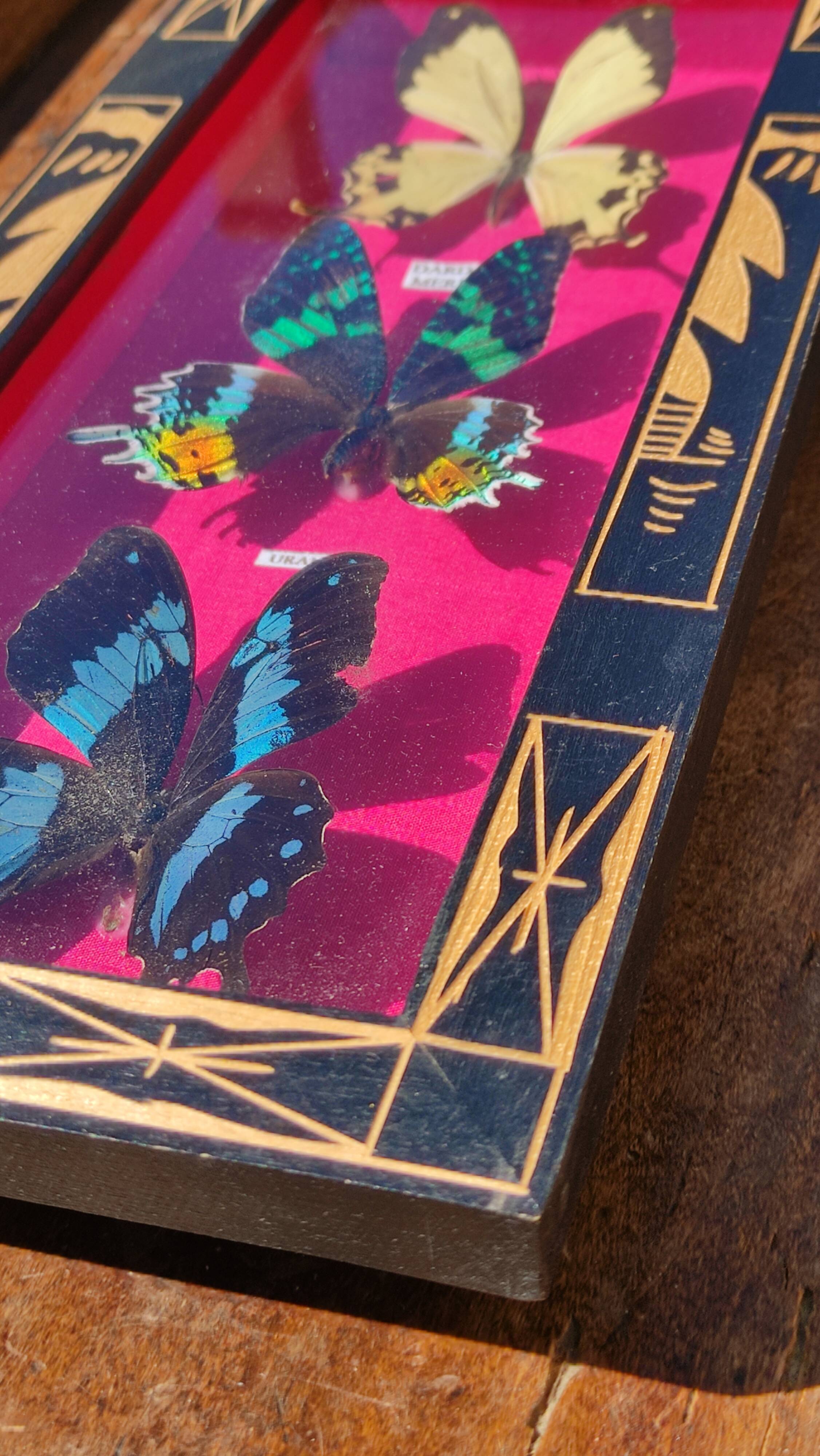 Vintage naturalized butterfly frame