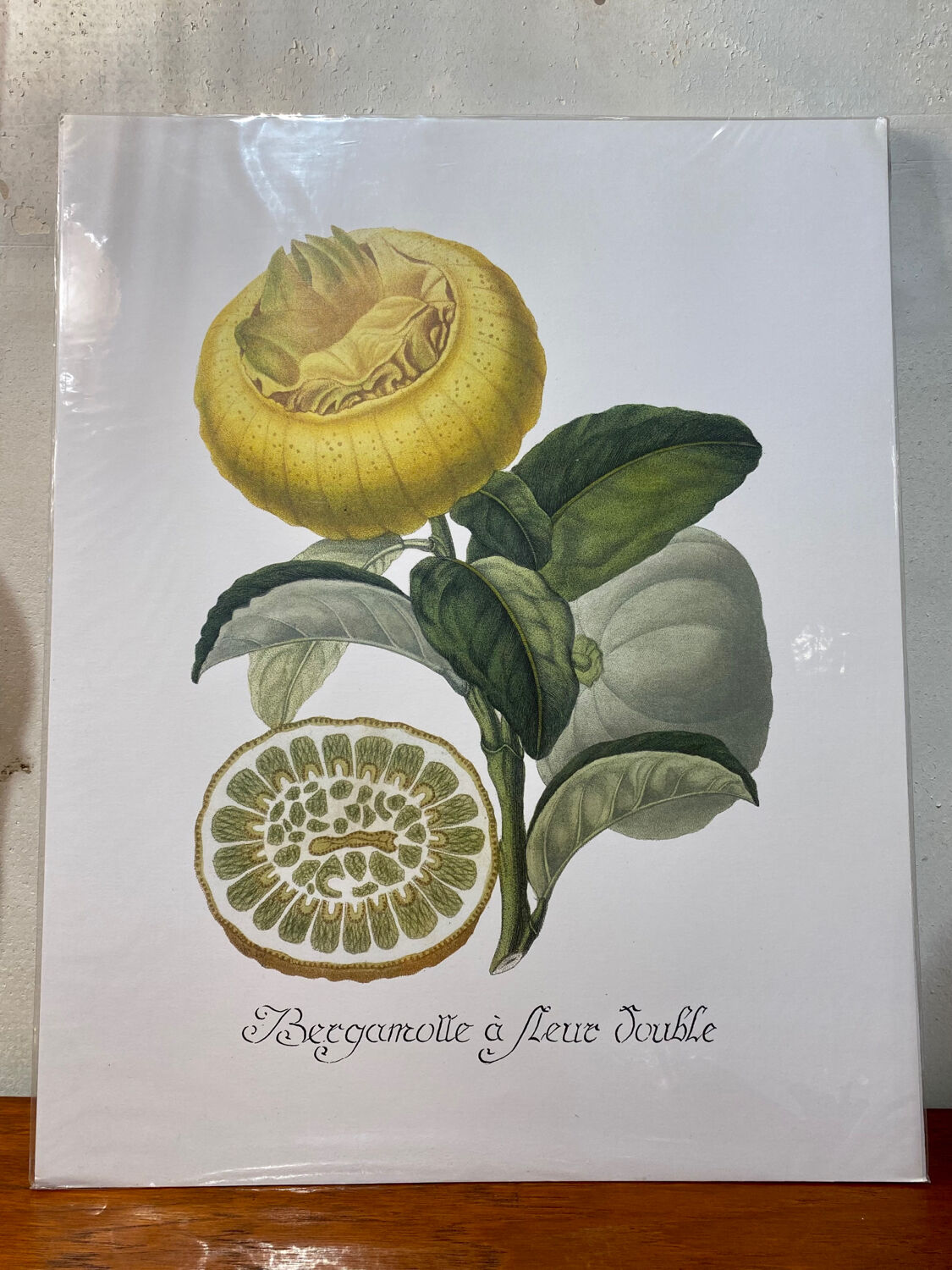 Risso Citrus Lithograph