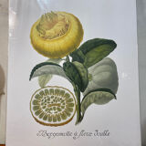 Risso Citrus Lithograph