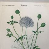 Trio of botanical engravings 19th century