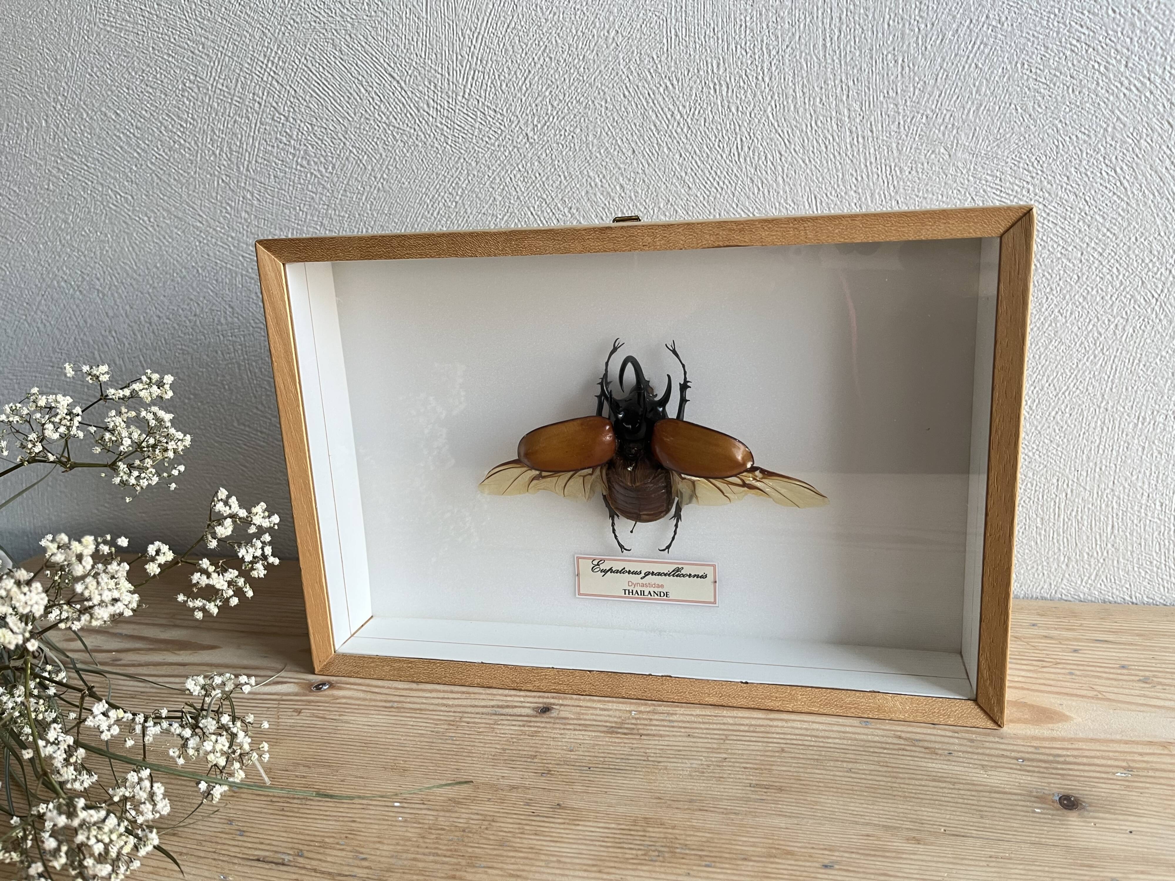 Naturalized beetle insect display frame “Eupatorus gracilicornis”