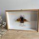 Naturalized beetle insect display frame “Eupatorus gracilicornis”