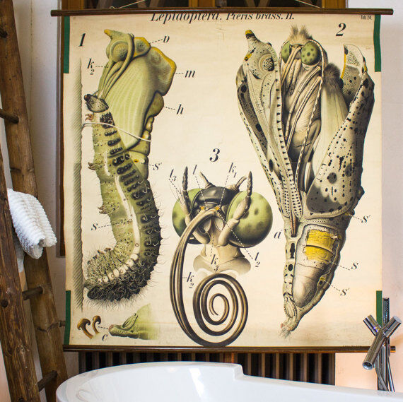 Poster "Butterfly" of the 20th century Paul Pfurtscheller 1912