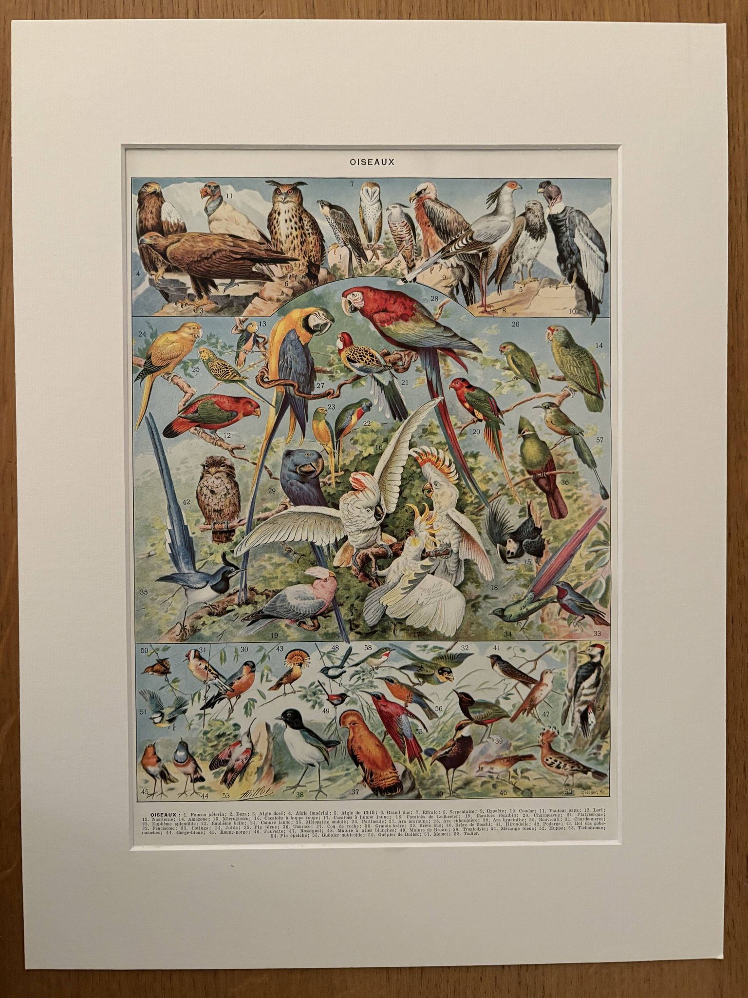 Planche illustrée vintage sur les oiseaux, perroquet, 1930