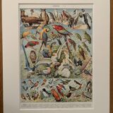 Planche illustrée vintage sur les oiseaux, perroquet, 1930