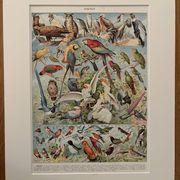 Planche illustrée vintage sur les oiseaux, perroquet, 1930