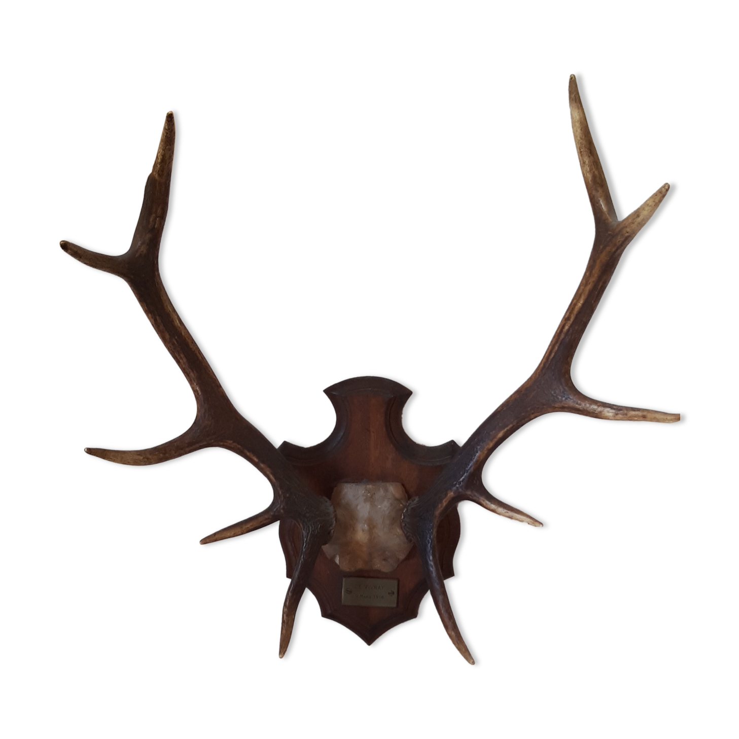 Hunting trophy 1916 by naturalist Deyrolle, Paris