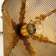 Beautiful rare 1980s Regency floral design brass ceiling lamp