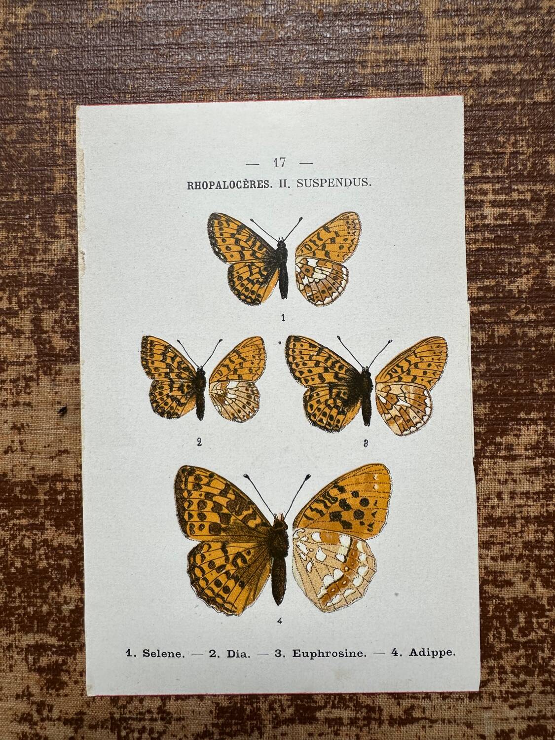 Butterfly lithograph, naturalist plate, 1890