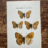 Butterfly lithograph, naturalist plate, 1890