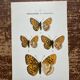 Lithographie papillon, planche naturaliste, 1890
